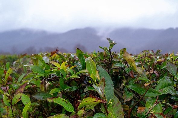 Cajovnik Rostlina (Camellia sinensis, čajovníku čínského, chuť aroma) Cajovnik Rostlina