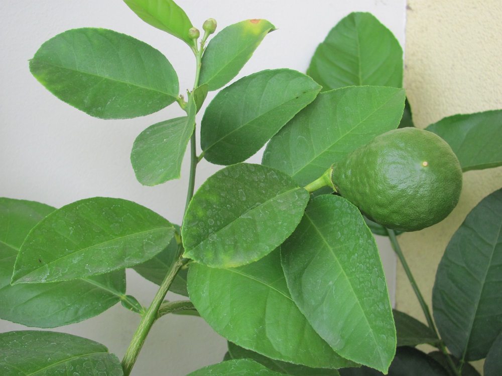 citrus
