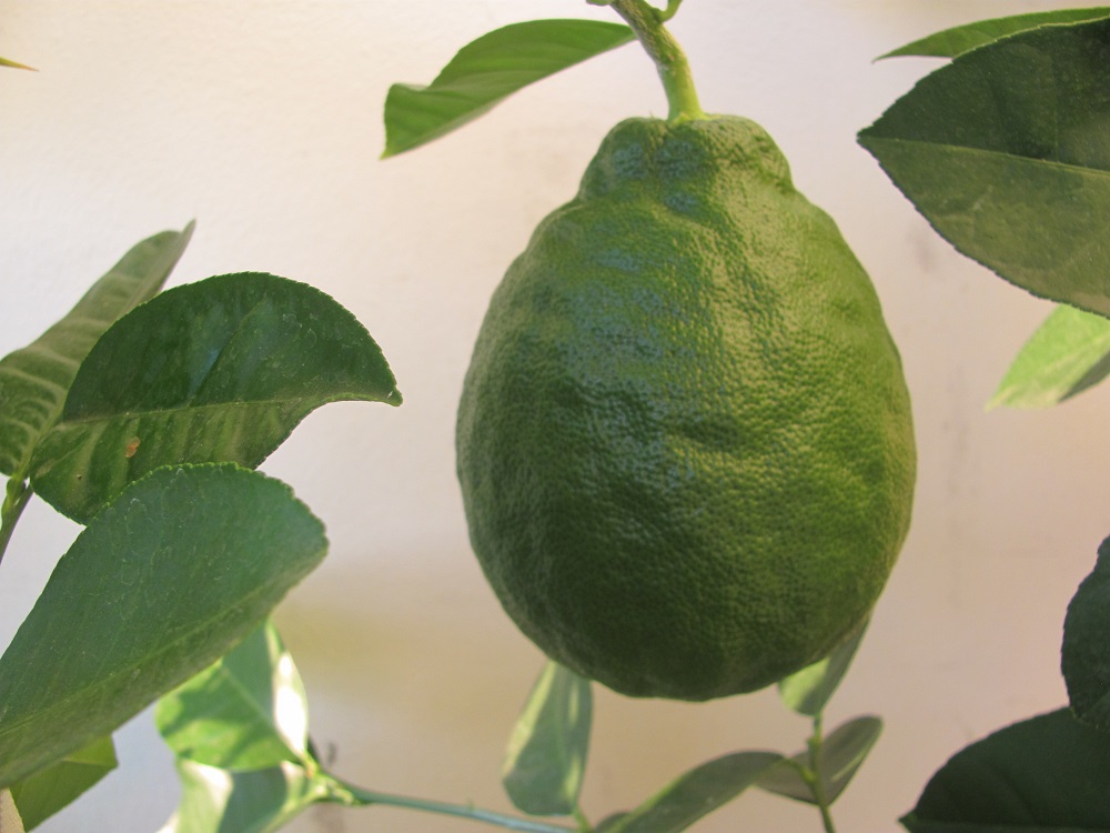 citrus
