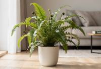 Blechnum - Žebrovice: Prehistorická krása s elegantními listy