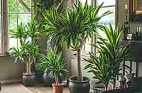 Dracaena: Tropická elegance v každém ročním období