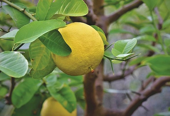GREPOVNÍK – CITRUS xPARADISI