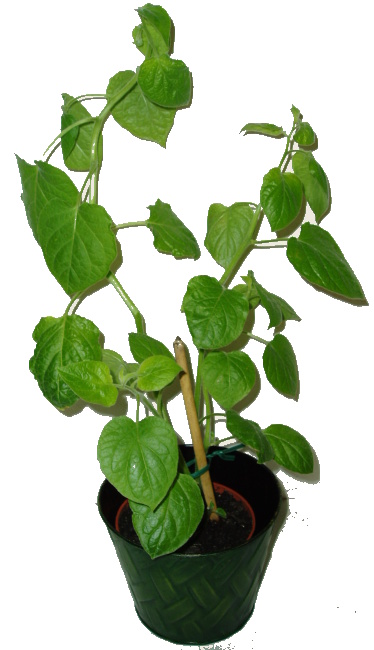 MOCHYNĚ PERUÁNSKÁ – PHYSALIS PERUVIANA