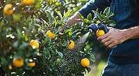 Nejčastější problémy při pěstování citrusů a jak je řešit