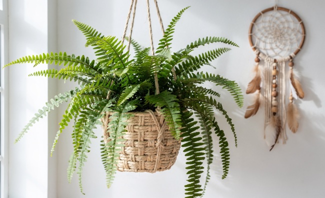 Nephrolepis exaltata - Ledviník: Klasická kapradina s kaskádou zelených listů Nephrolepis exaltata - Ledviník: Klasická kapradina s kaskádou zelených listů