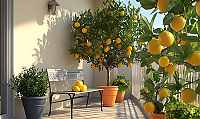 Domácí pěstování citrusů: Tipy pro úspěšný růst na balkóně