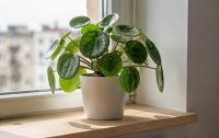 Pilea peperomioides - Čínský peněžní strom: Rostlina s dokonalými kulatými listy