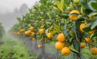 Přírodní ochrana citrusů proti škůdcům a nemocem: Efektivní metody bez chemie