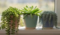 Starček - Senecio: Sukulentní krása v nekonečných tvarech