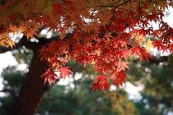 Javor dlanitolistý - Acer palmatum