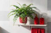 Adiantum raddianum - Netík: Romantická kapradina pro interiéry