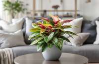 Aglaonema: Královna pokojových rostlin