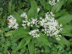 Medvědí česnek - Allium ursinum