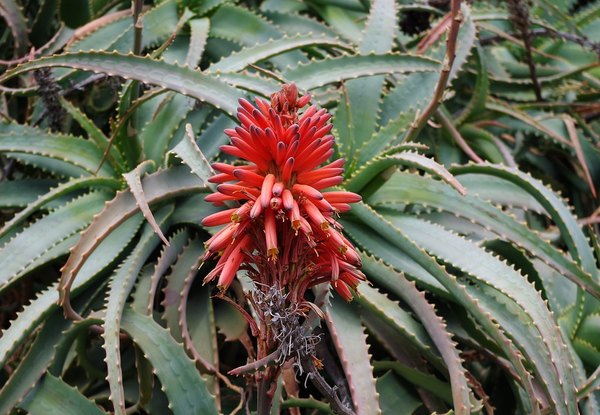 aloe arborescens 872682 960 720