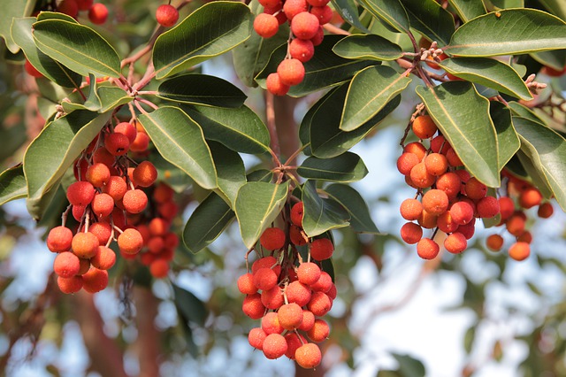 Arbutus