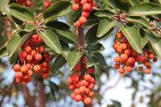 Arbutus