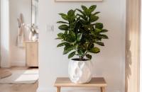 Aucuba japonica - Japonský vavřín: Stálezelená krása 