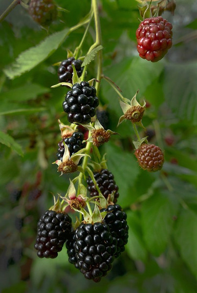 blackberry 2558113 960 720