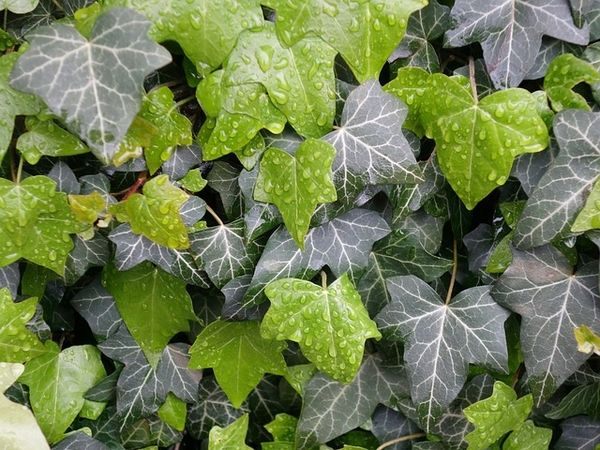 Břečťan - Hedera
