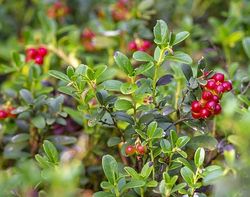 BRUSNICE BRUSINKA - VACCINIUM VITIS-IDAEA