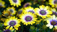 Osteospermum