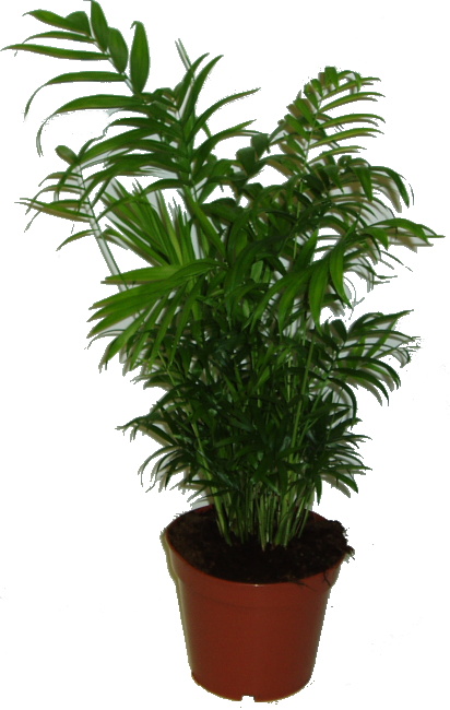 Chamaedorea elegans  
