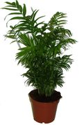 CHAMAEDOREA ELEGANS