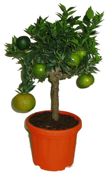 Chinotto - Myrtifolia ornamentale