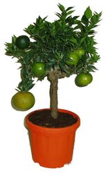 Chinotto - Myrtifolia ornamentale