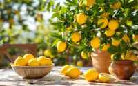 Citrus s duší: Rozdíl mezi běžným citronem a pravými odrůdami z jihu