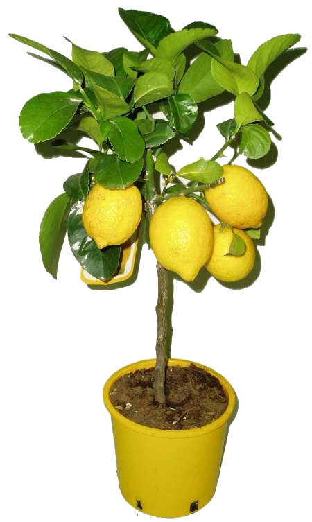 Pestovani Citroniku