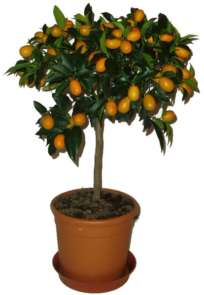 Kumquat - Citrus japonica 