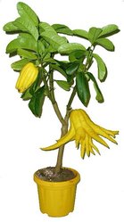 BUDDHOVA RUKA - BUSHUKAN