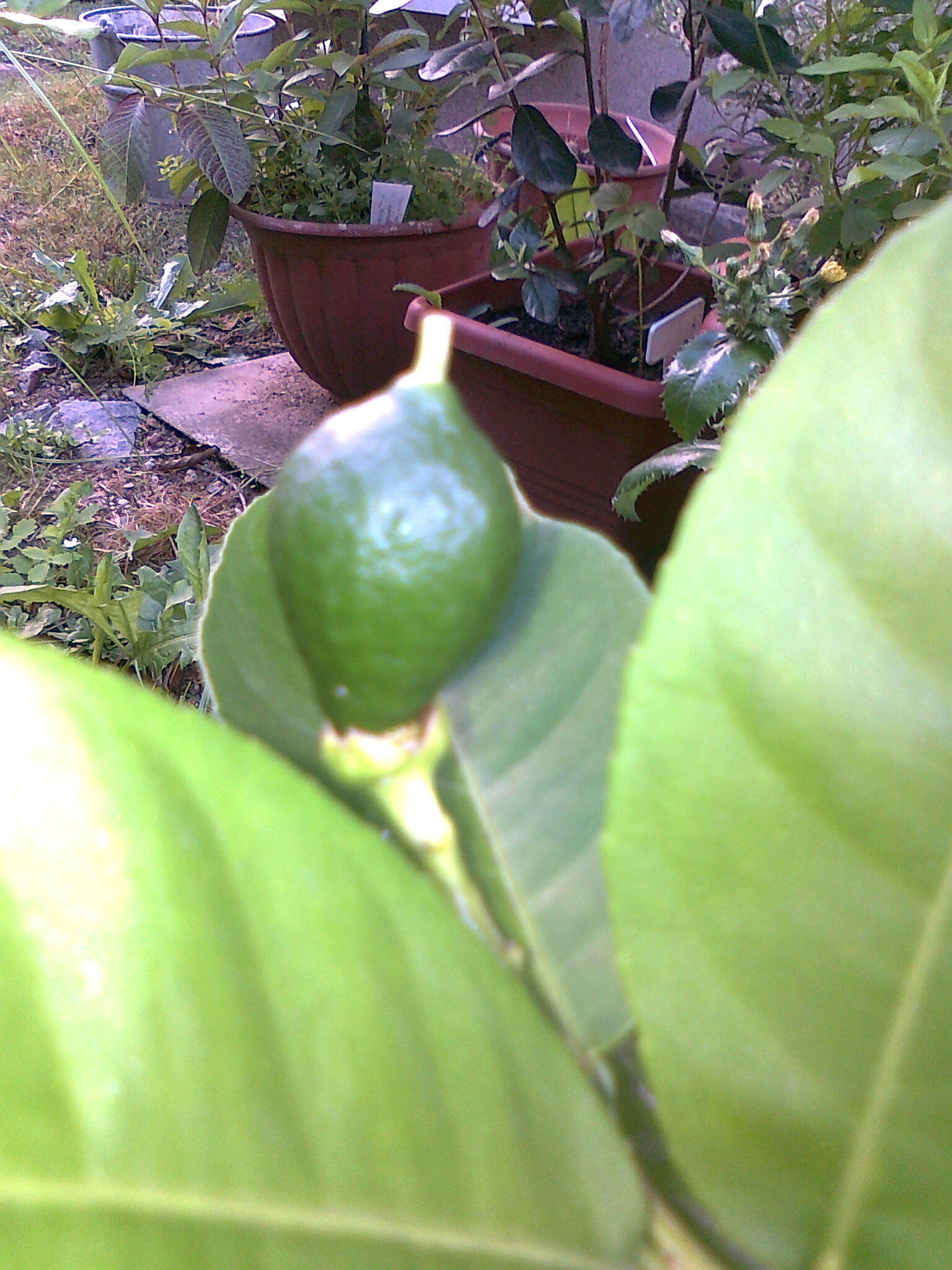 citrusy