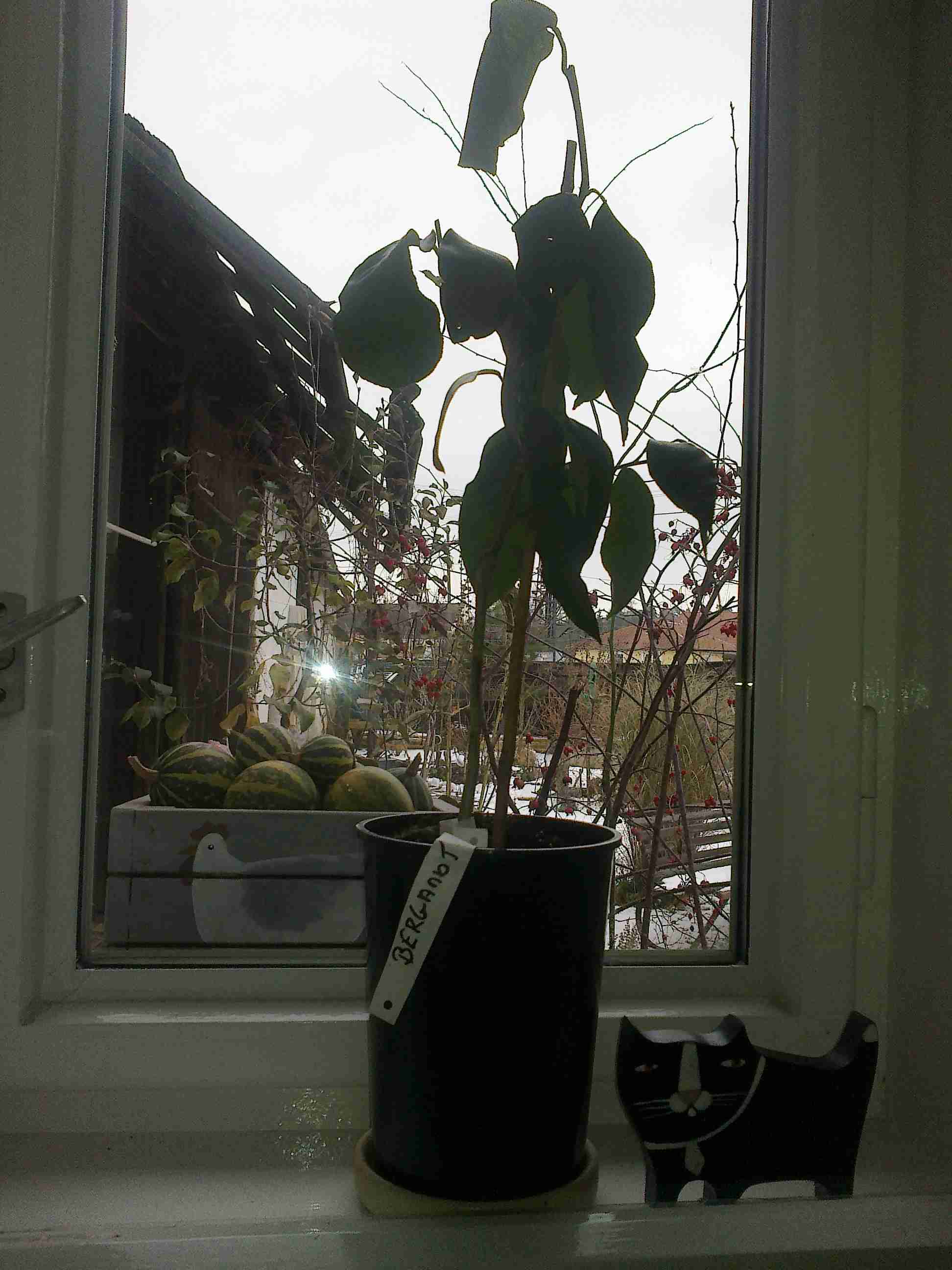 Citrus bergamot otec
