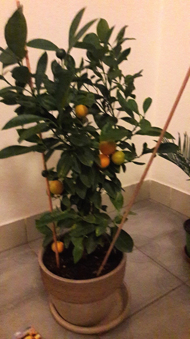 Citrus od paní Mastíkové