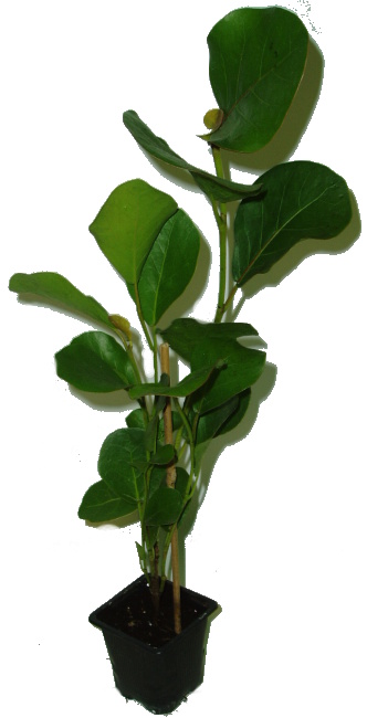 cocoloba uvifera akce 1712 1553