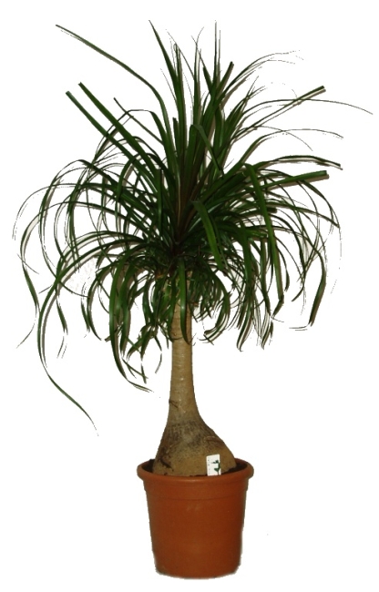 nolina recurvata sloni noha