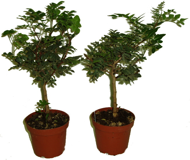 PISTACIA LENTISCUS
