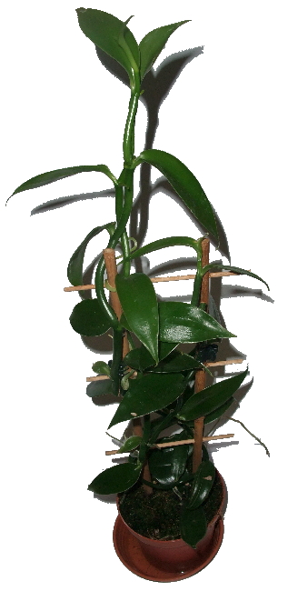 VANILKOVNÍK PLOCHOLISTÝ – VANILLA PLANIFOLIA