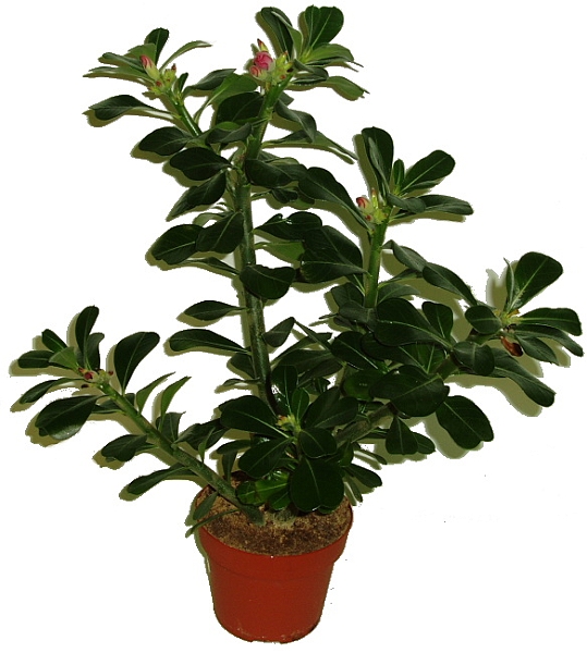 POUŠTNÍ RŮŽE - ADENIUM OBESUM