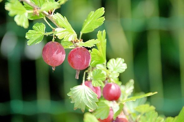 ANGREŠT SRSTKA – RIBES UVA-CRISPA