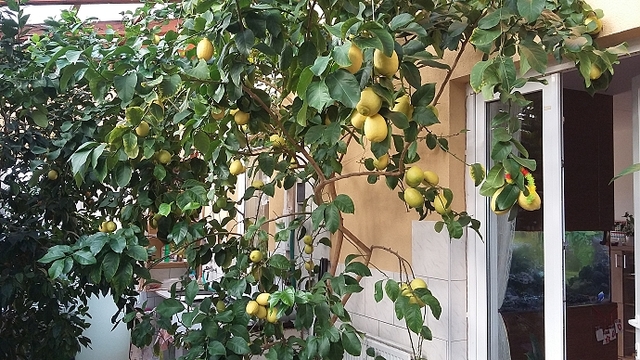 Rodina Melenova - zimní zahrada - citrusy 1