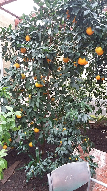 Rodina Melenova - zimní zahrada - citrusy 2