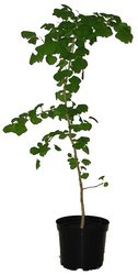 JINAN DVOULALOČNÝ - GINKGO BILOBA