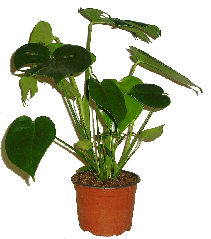MONSTERA DELICIOSA