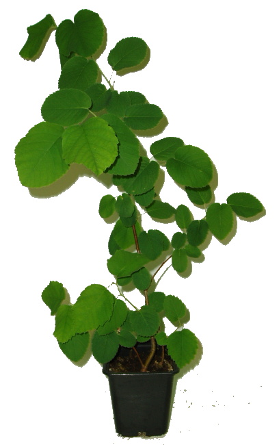 MUCHOVNÍK OLŠOLISTÝ - AMELANCHIER ALNIFOLIA