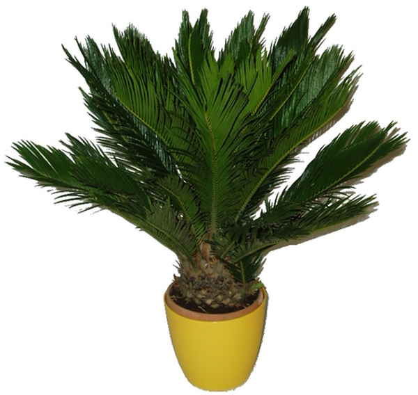 Cycas revoluta