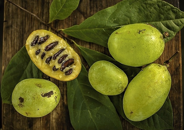 PAW PAW - ASIMINA TRILOBA