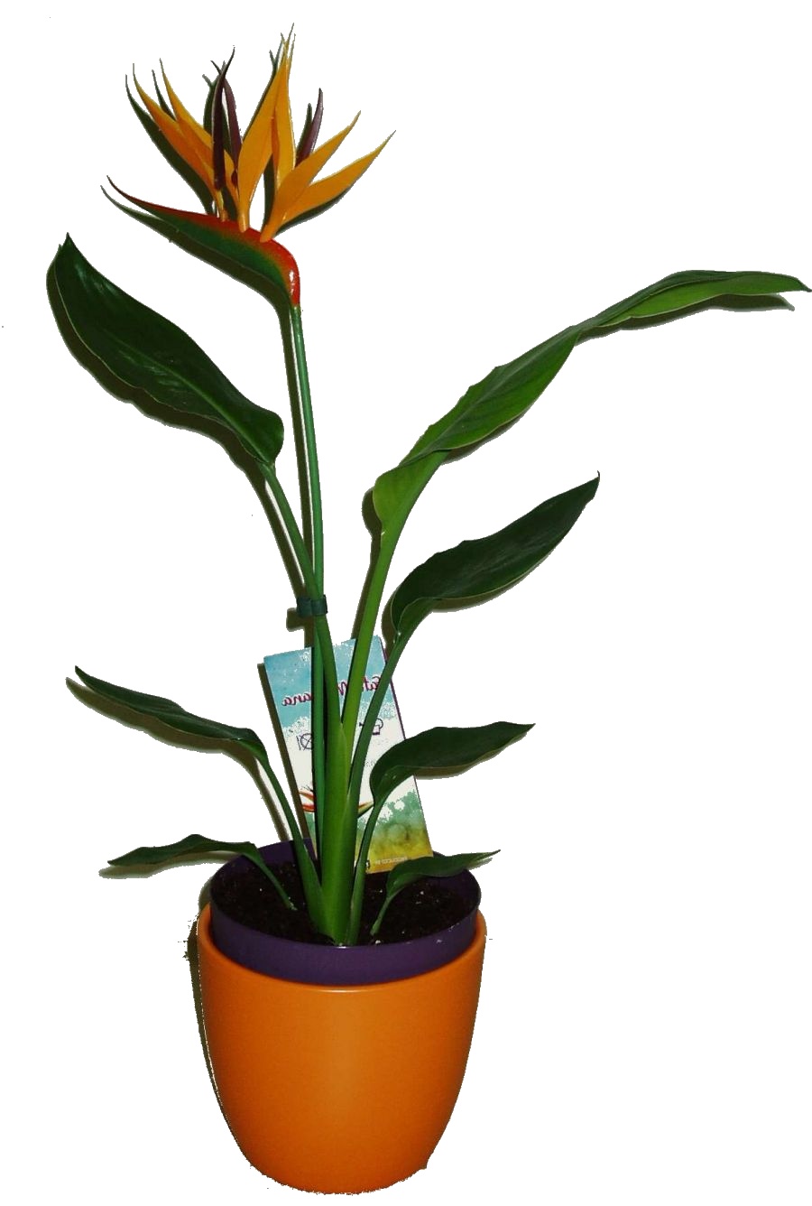 STRELÍCIE - STRELITZIA